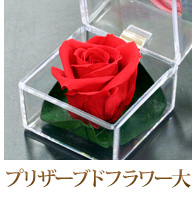�v���U�[�u�h�t�����[��