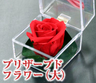 �v���U�[�u�h�t�����[�i��j
